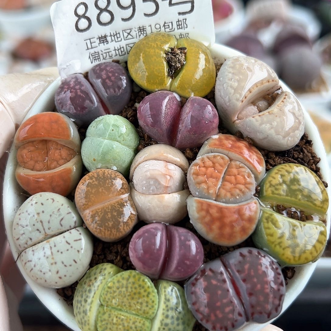 好养易活生石花大母本8995