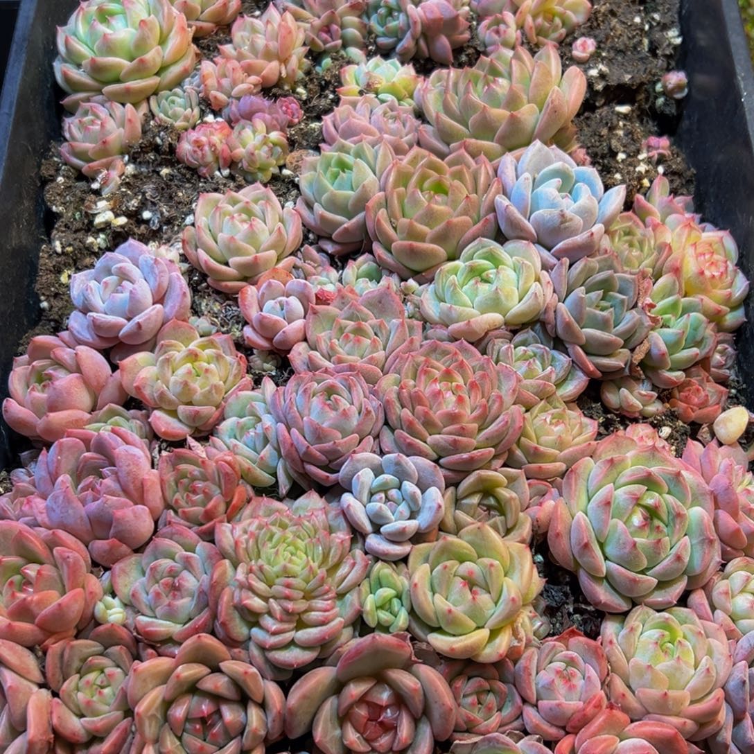 924多肉葡萄的味道是真的