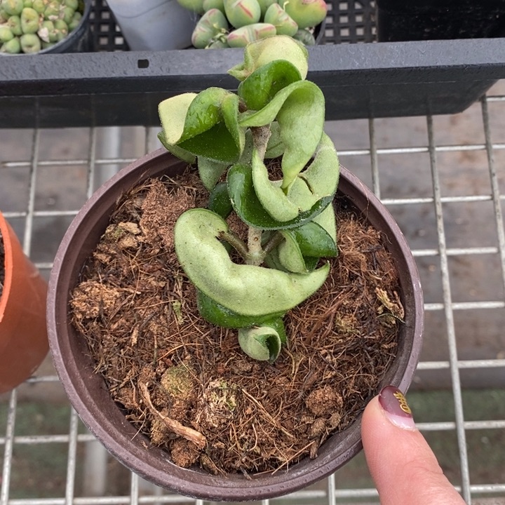 伯克利和格蕾纳等著名音乐家