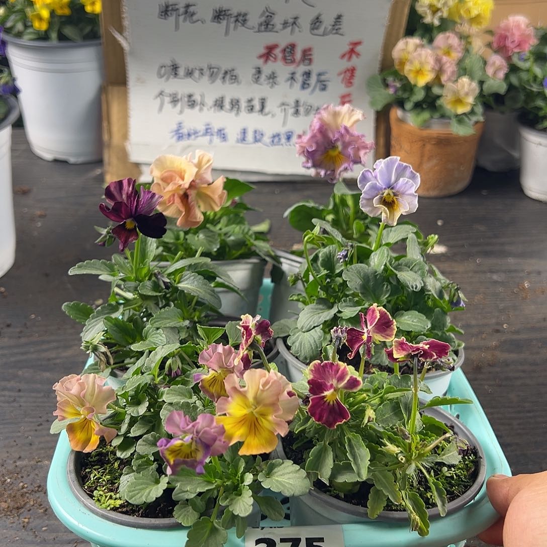 大部分花苞少量开放275号