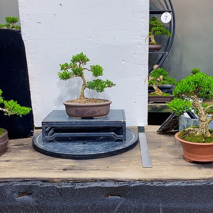 黄杨盆景四季常青不落叶