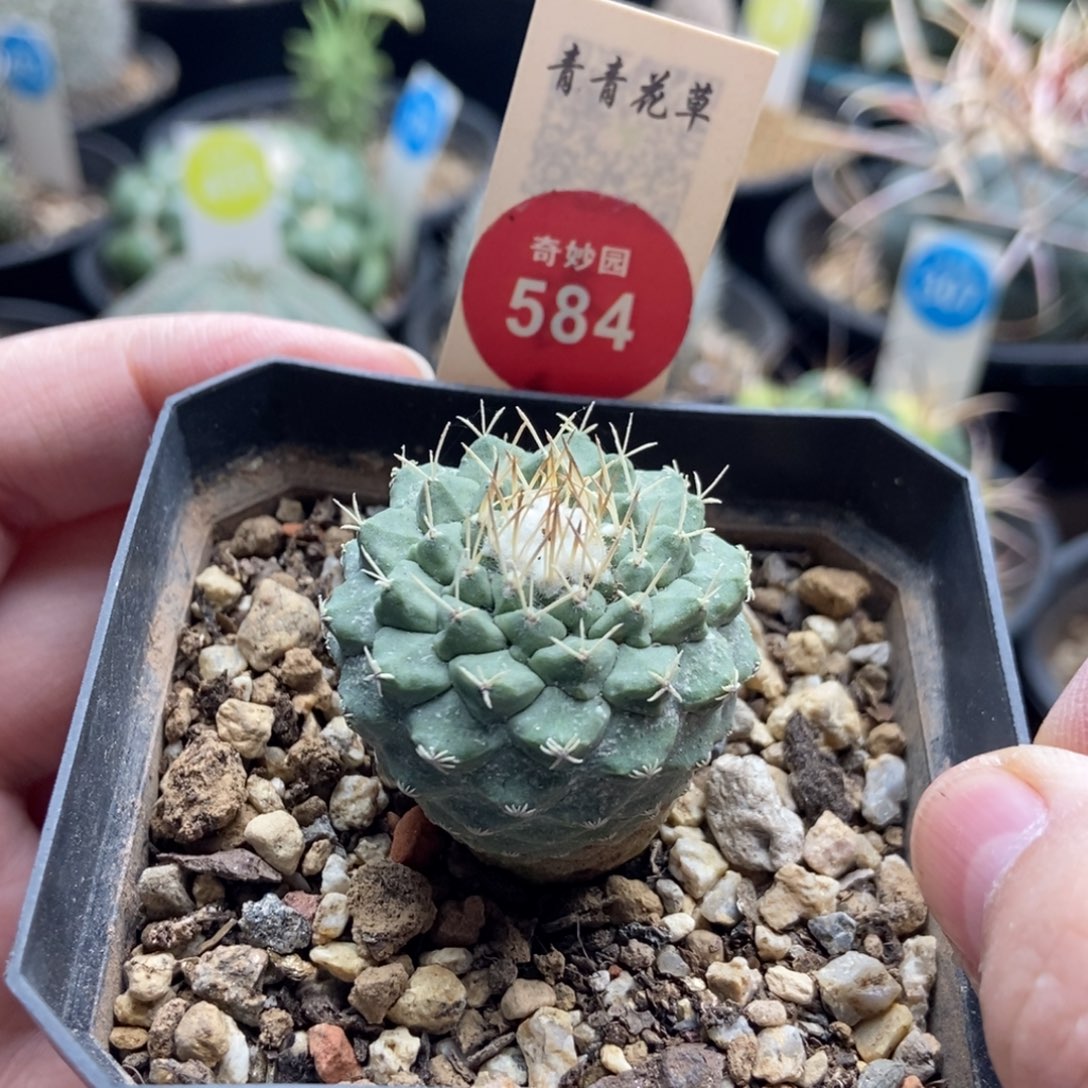 实生母本菊水3.2cm一棵仙人球