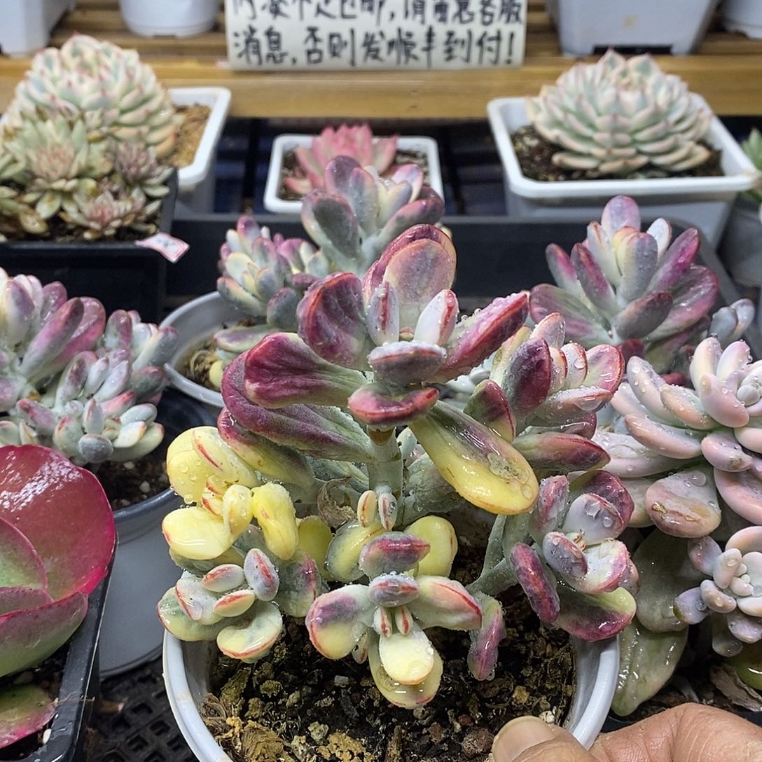 0229 乒乓福娘锦自然群