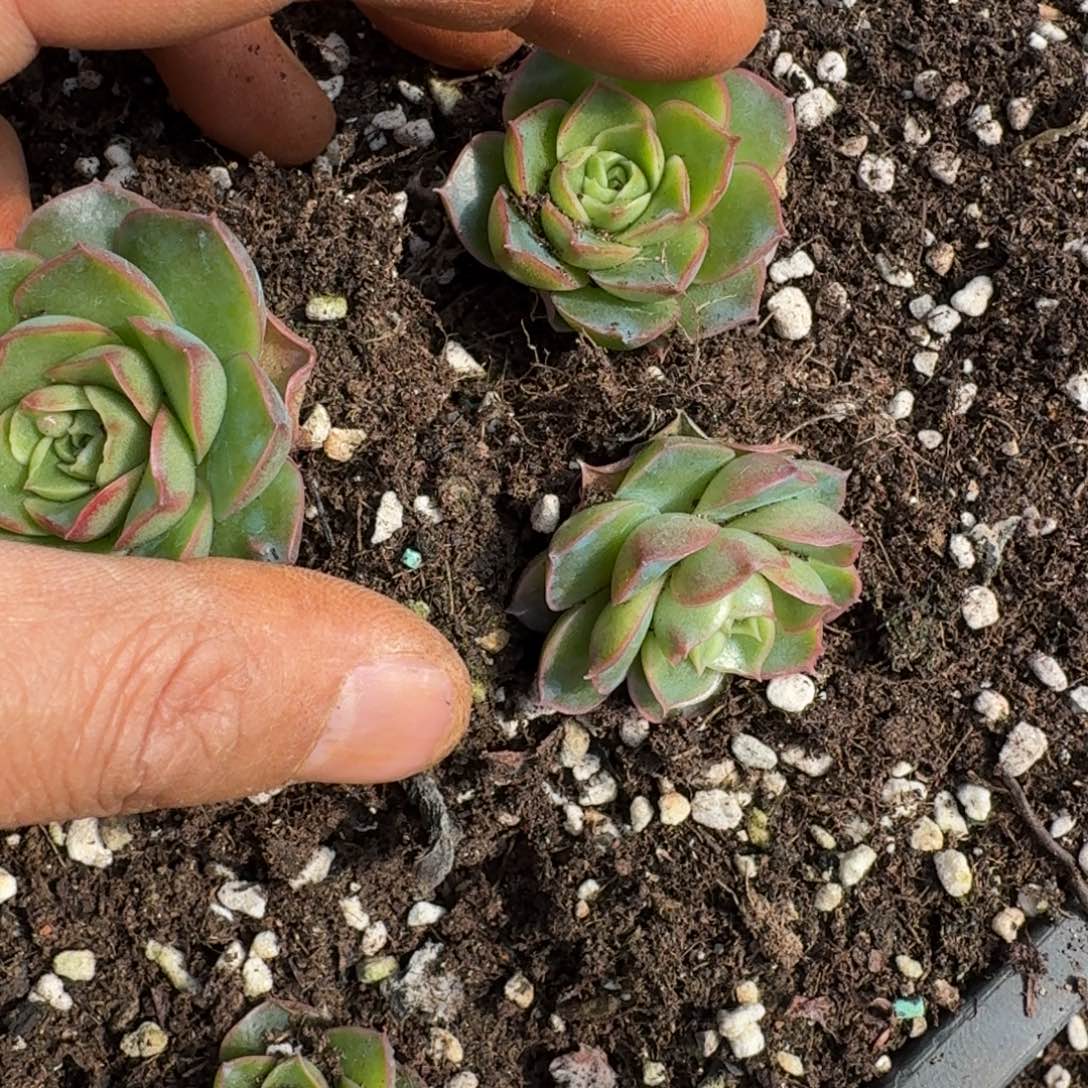 6-22罗西吗带瘤子杂交三颗量拍