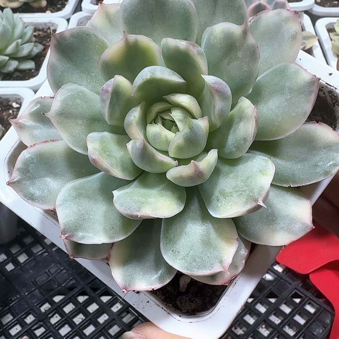 奶油蛋糕锦多肉植物