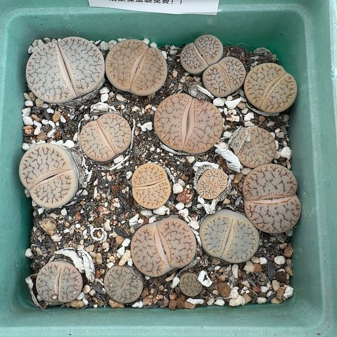 1991 哈哈哈哈哈哈哈哈哈