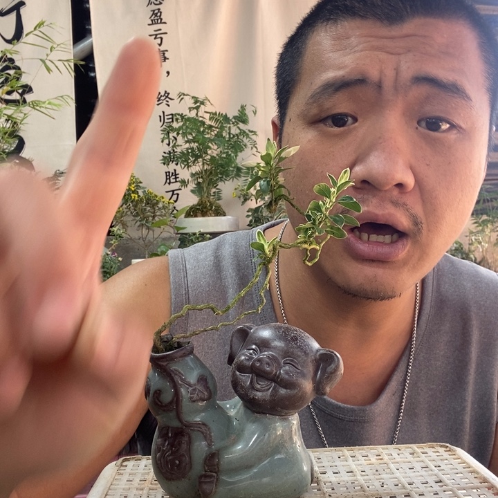 以实际为准盆景绿植盆栽84