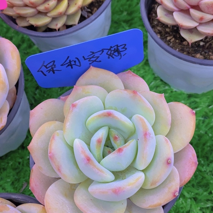 多肉植物开心多肉