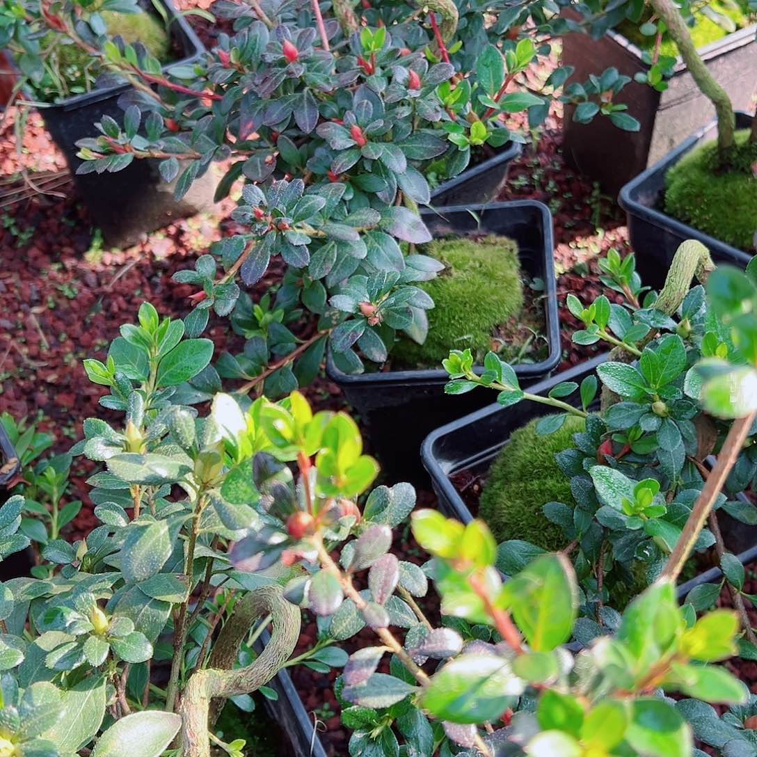 无花朵盆景皋月杜鹃绢之舞