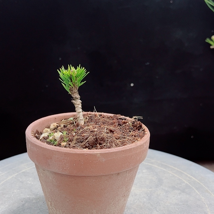 阿***花无花朵瑞祥五针松实物