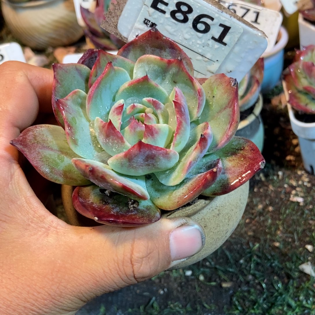 惊鸿一瞥861年多肉