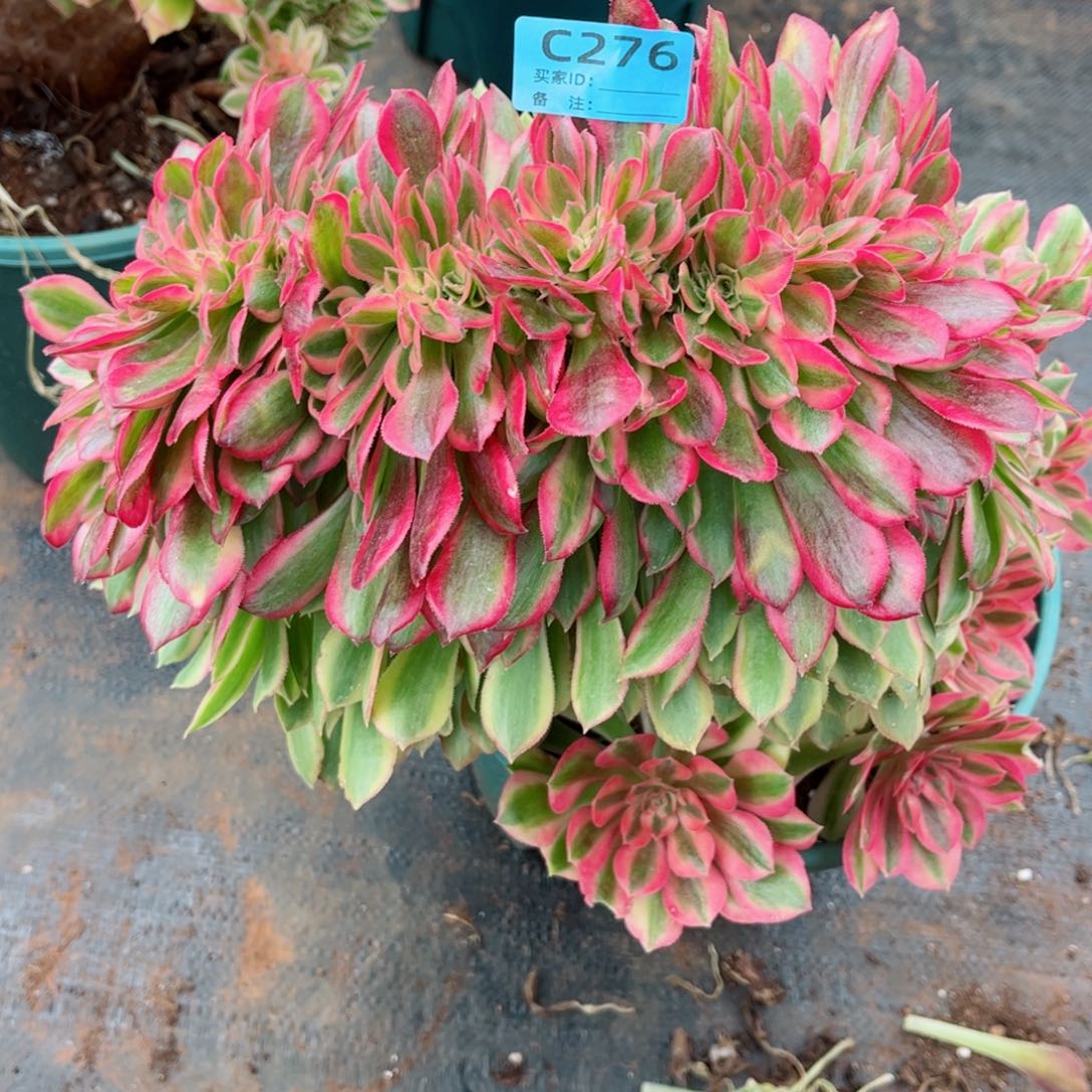 多肉植物276香妃