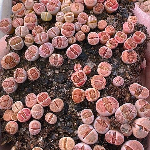 【闪购商品】24848