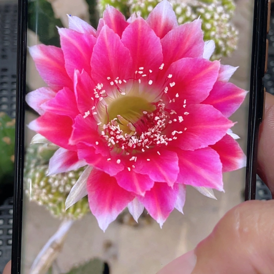 丽花 阿尔特纳侧芽 歪 满20包邮4公分
