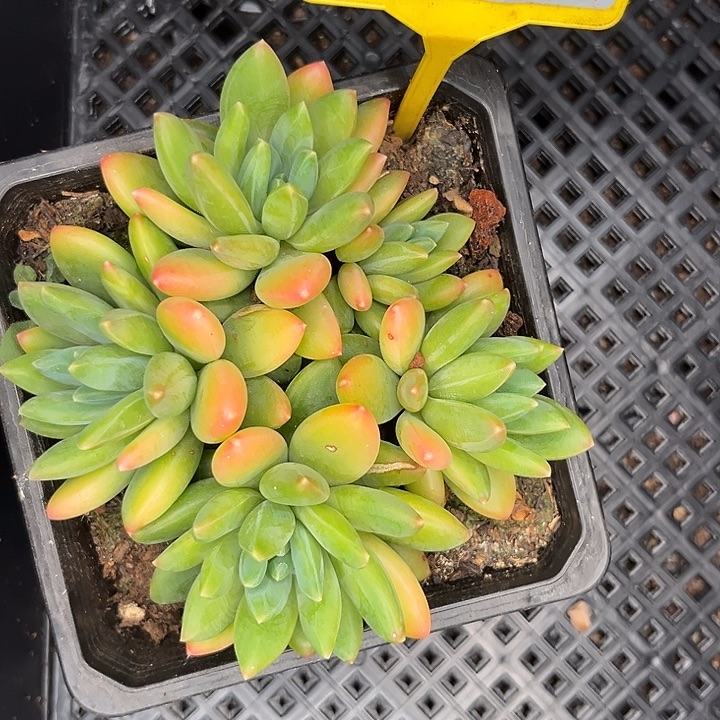 多肉植物云朵泡泡902