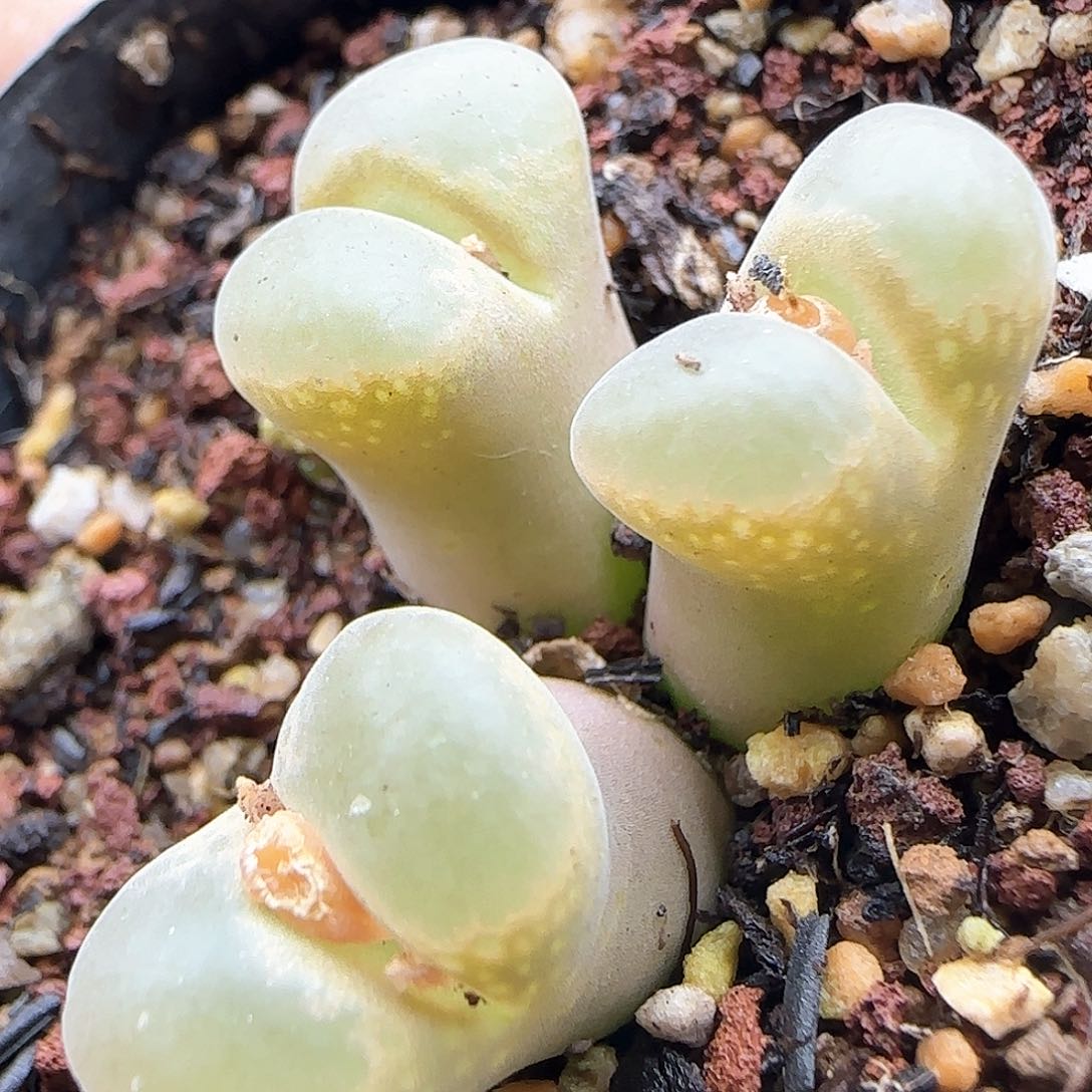 脱土年后发货24273