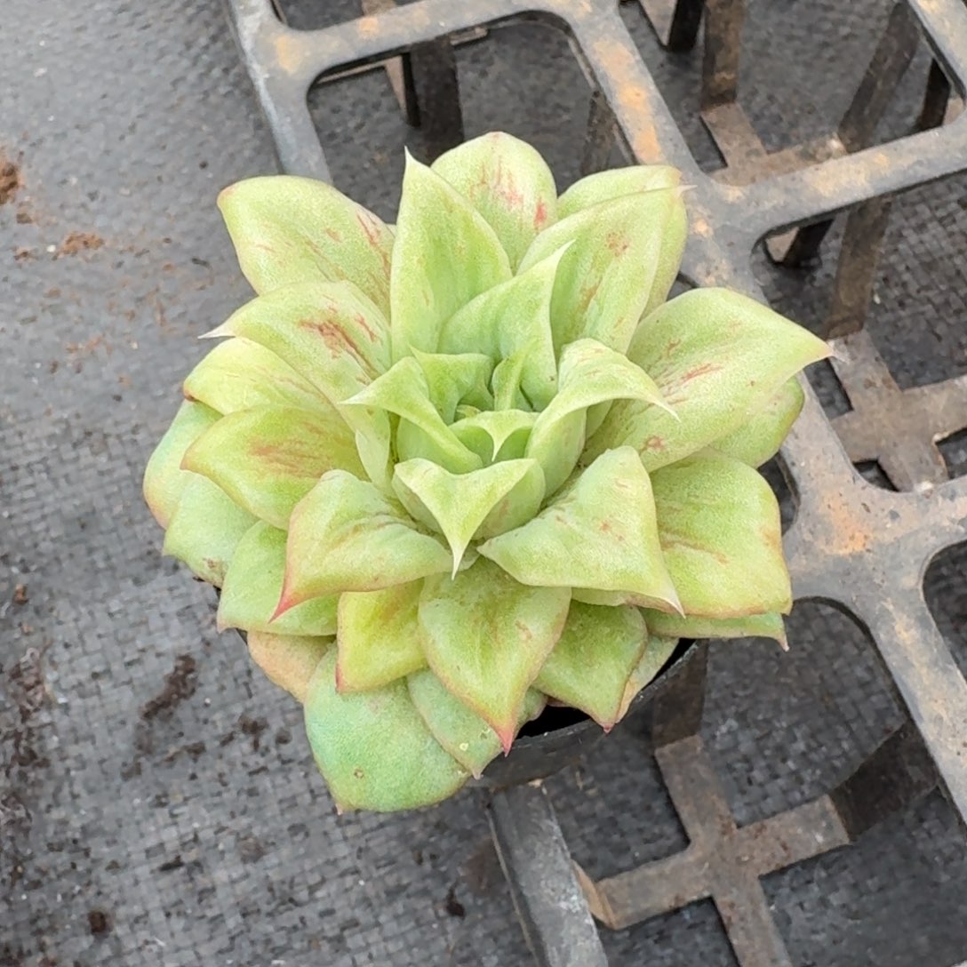 多肉阿胶一物一拍24-19