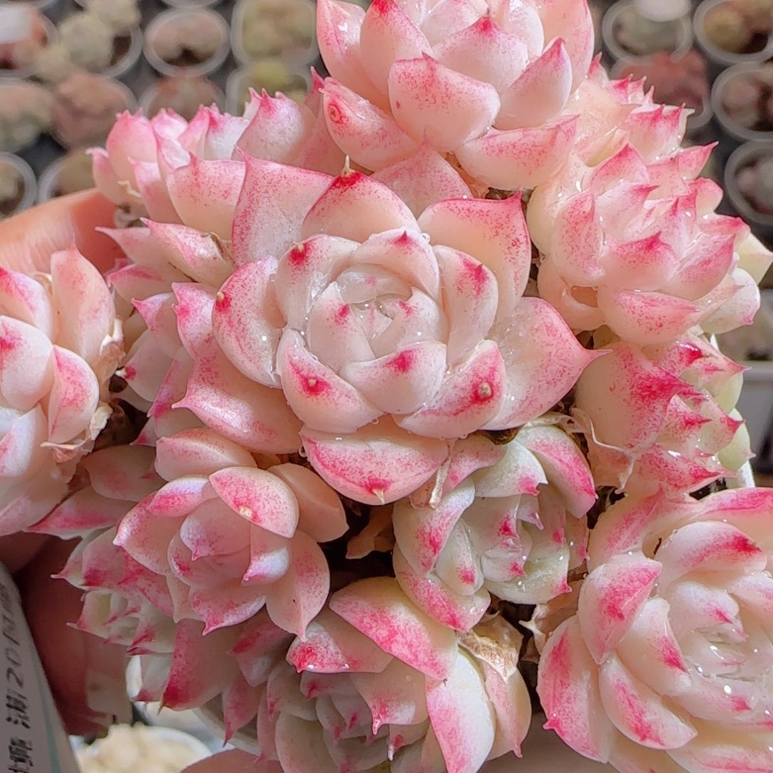 花语多肉0102-59麦秆