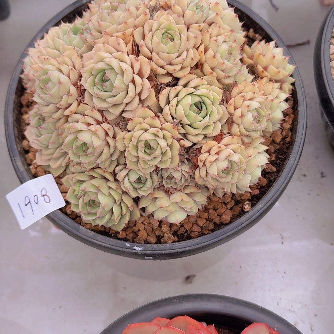 远***人1908本巴多肉植物