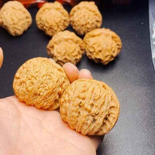 大叶紫檀（黑酸枝木类）发***伏