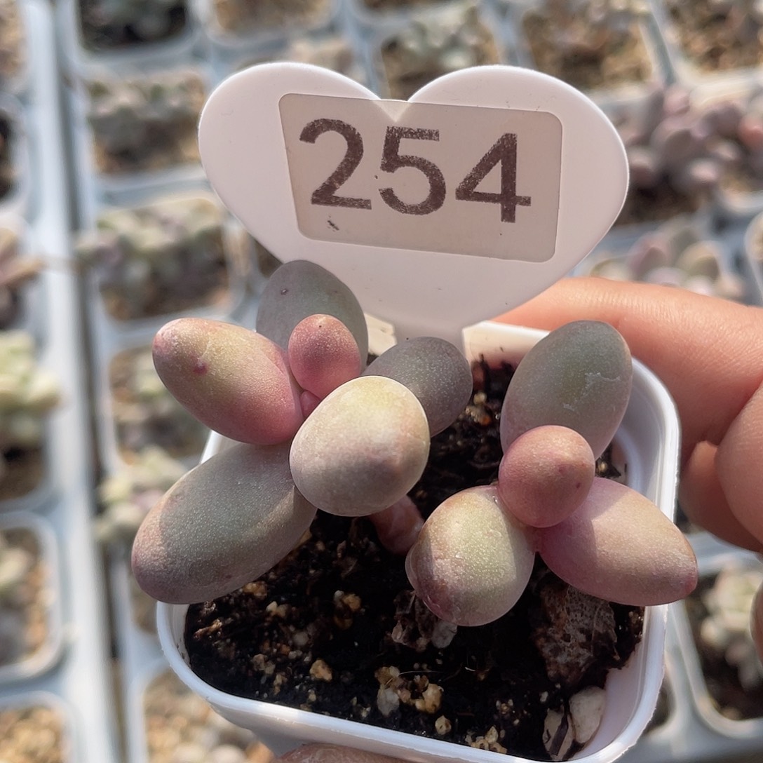 糖果美人 脱土发货 