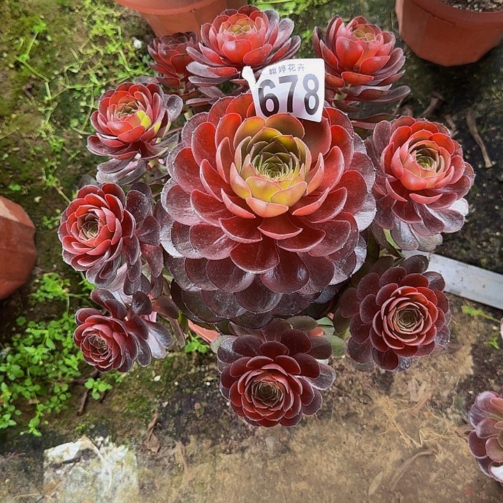 00000000000000000678