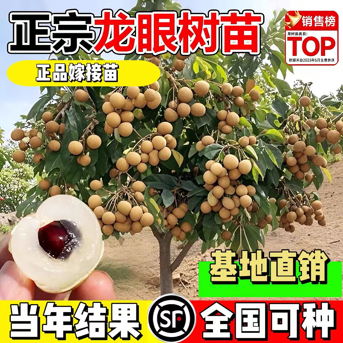 龙眼果树果苗原盆原土带枝带叶南方北方可种植盆栽地栽