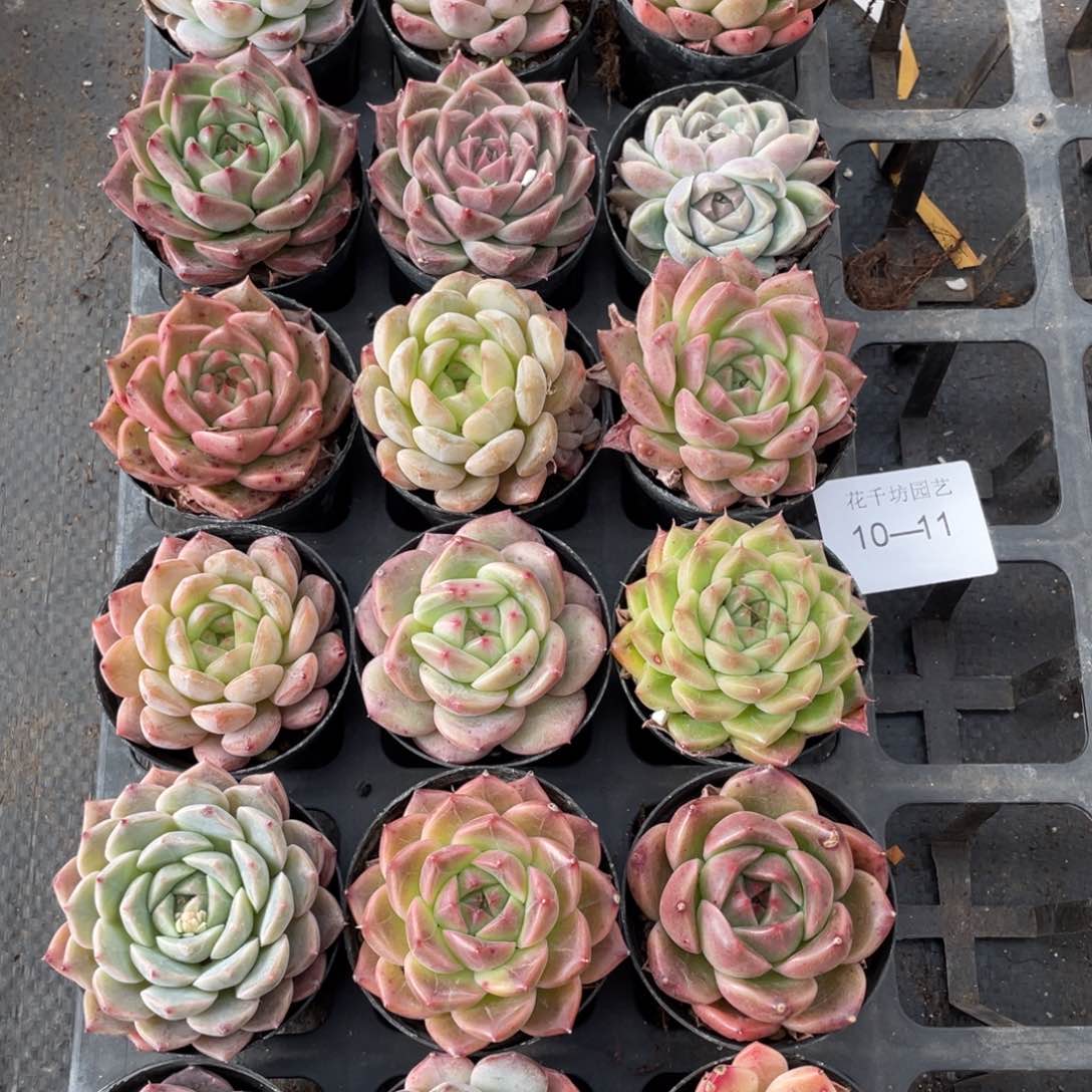 一物一拍18颗10-11