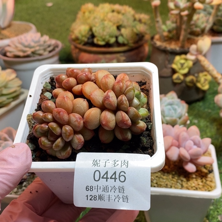 0446 不满68请拍冷链