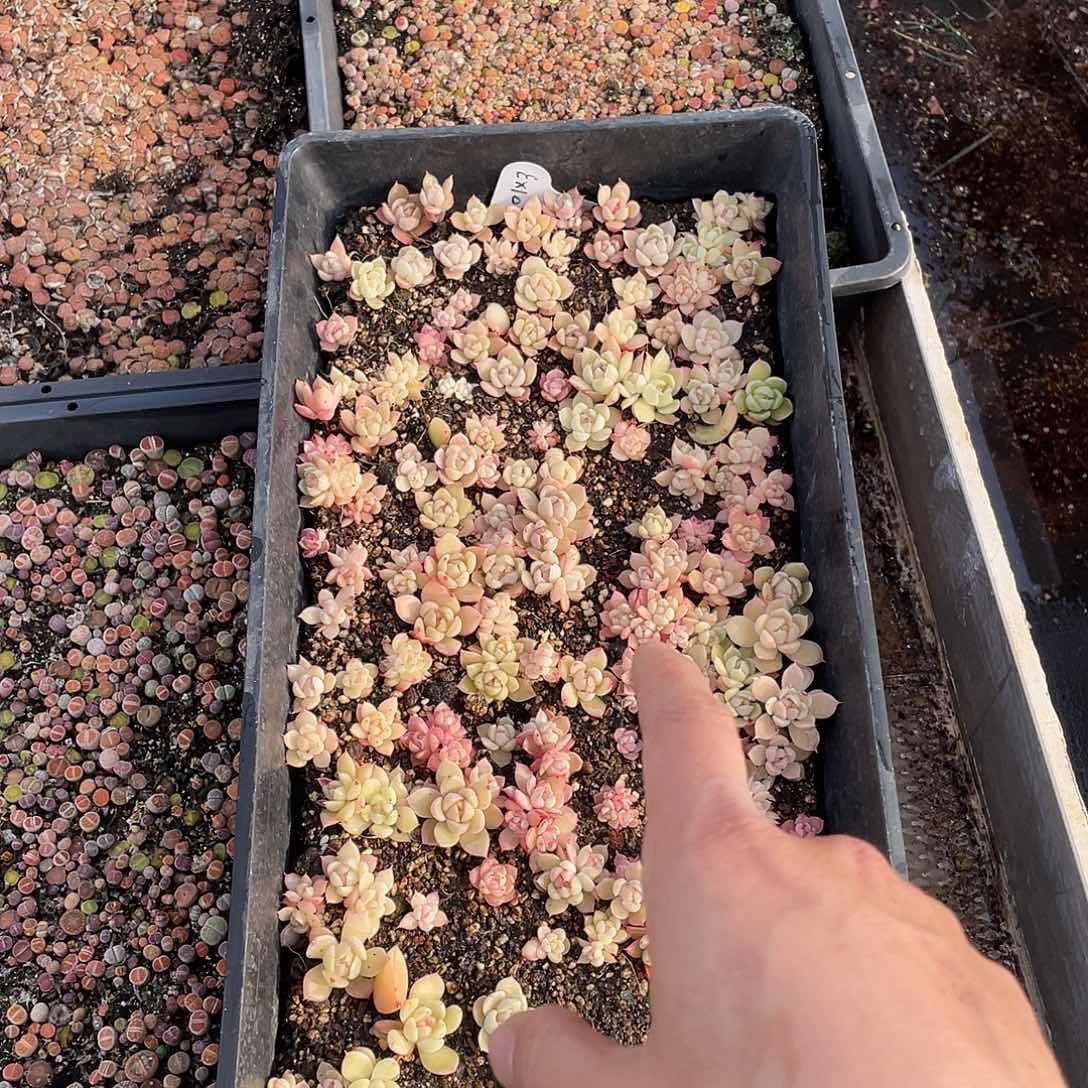 郭****080。  定。            