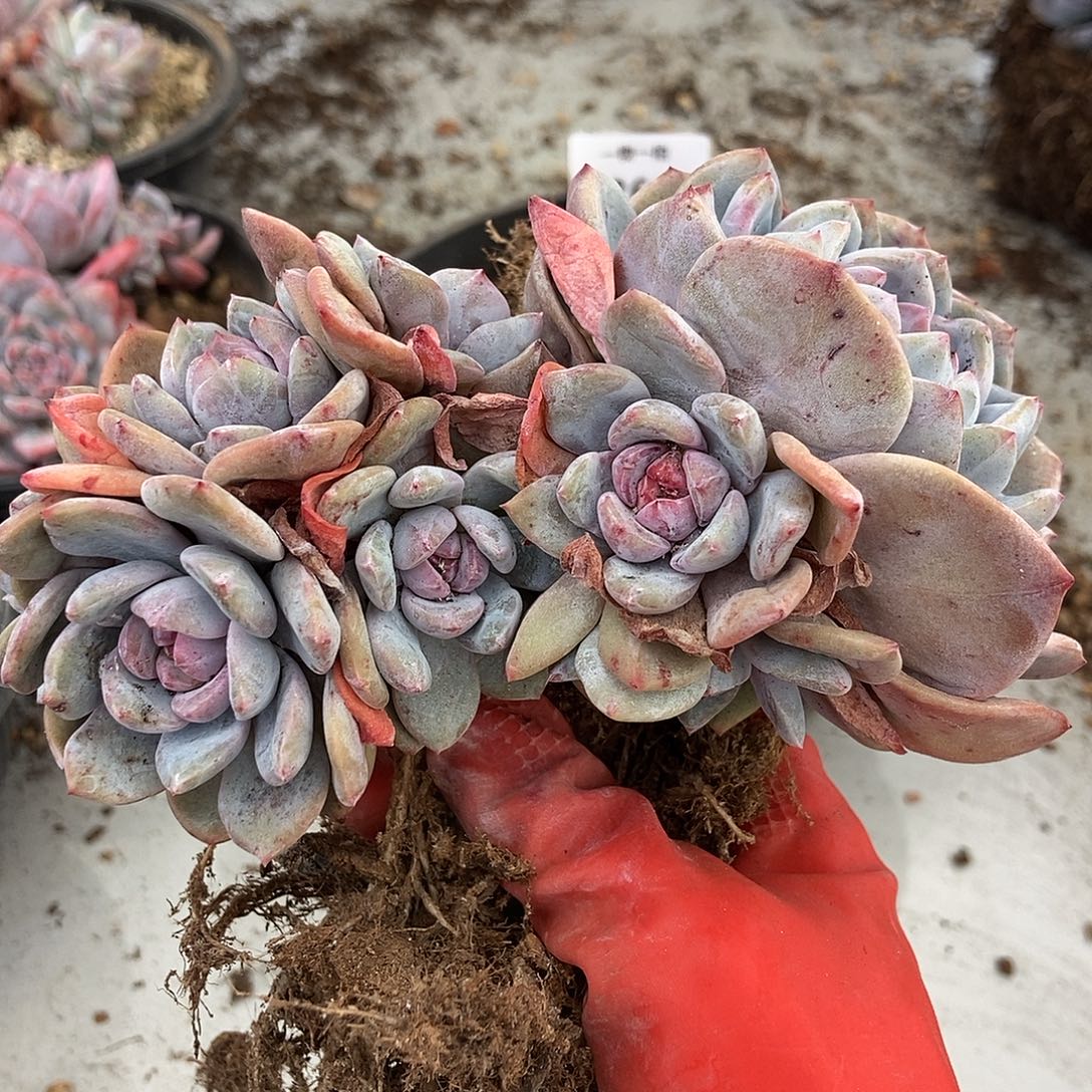 269 石榴籽一物一拍