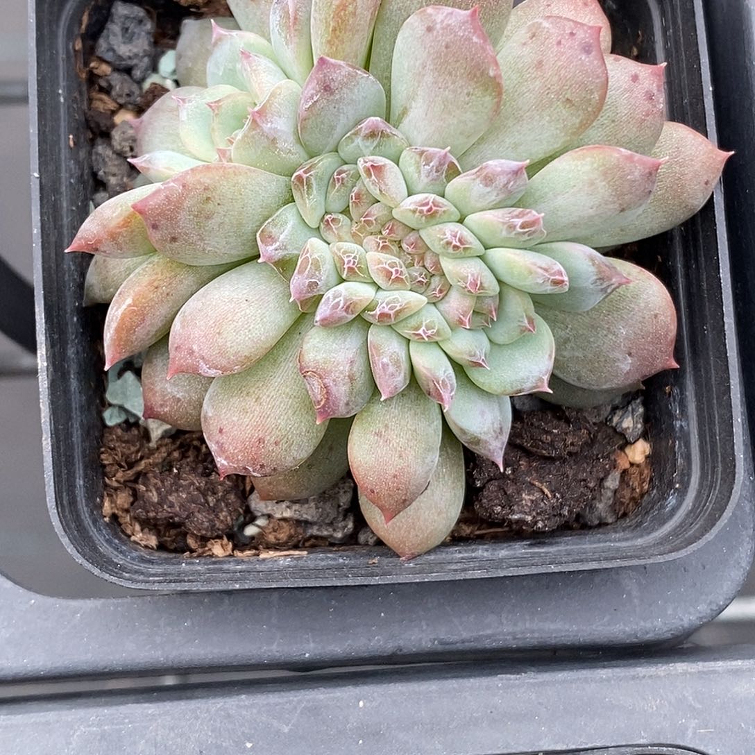 琥珀缀化30包邮非偏远