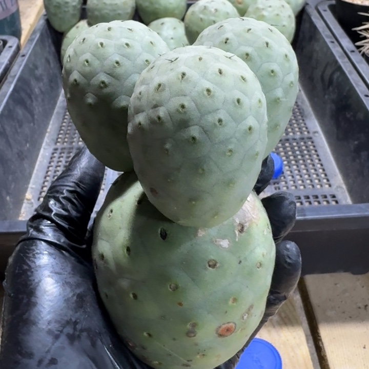 四头绿皮陨石坑习志野