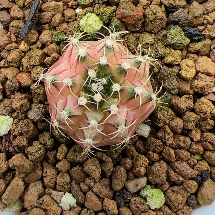 当前无花朵，栽培后可花朵