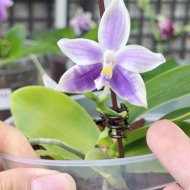 完全开放柳林3640-2037