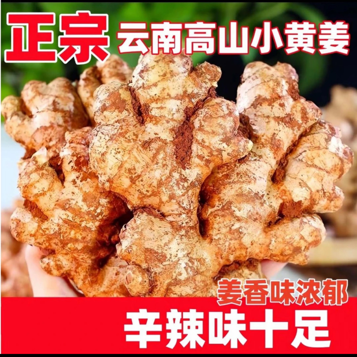 【大山】正宗云南小黄姜山地种植香味浓郁辛辣适2025年现挖两年老姜