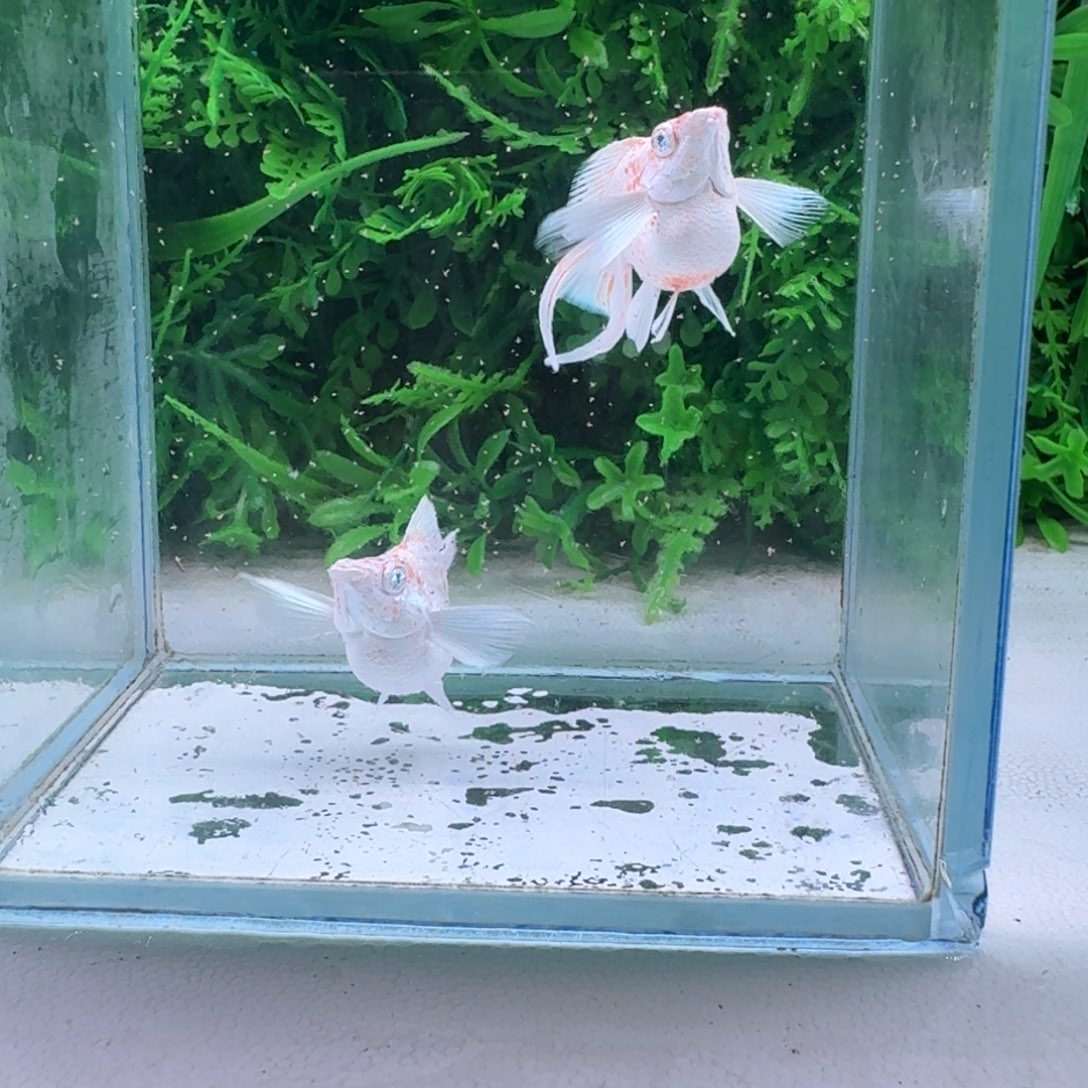 黑玛丽鱼179号玛丽樱花2母
