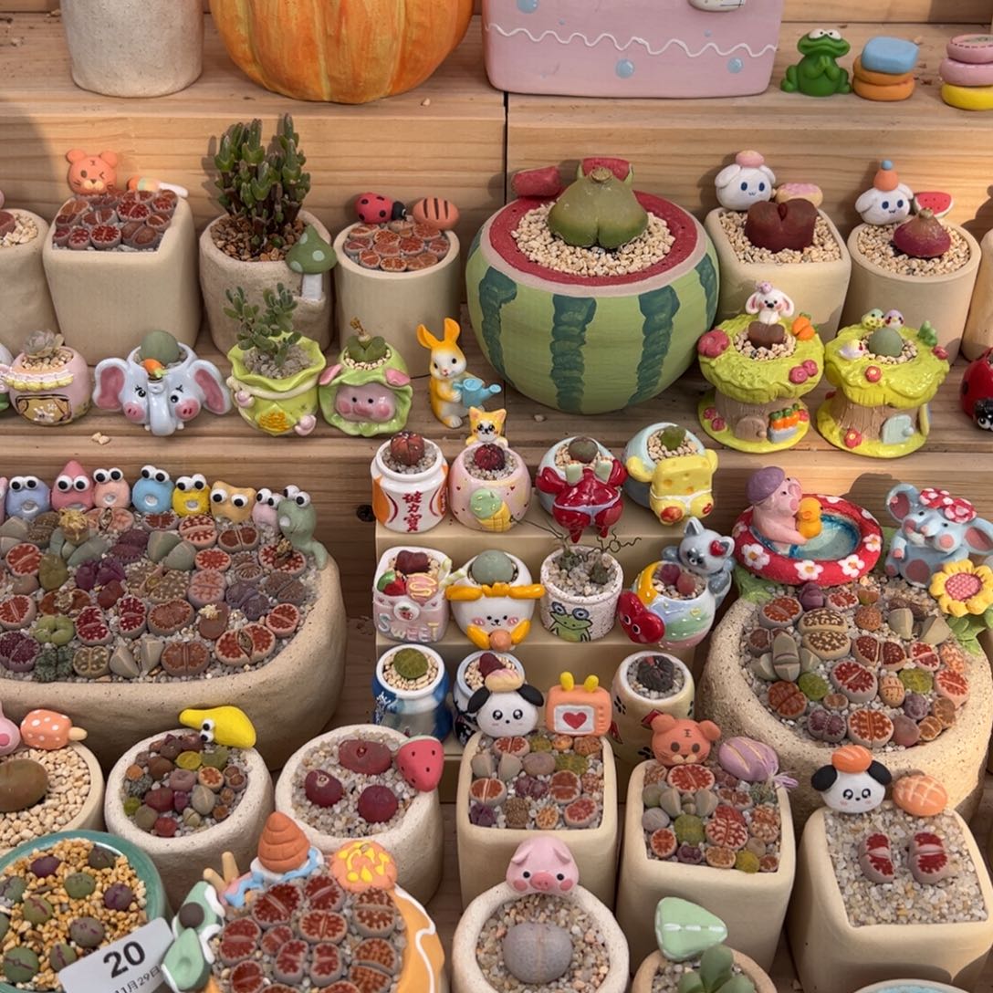 *****多肉植物9.9元带花苞春桃