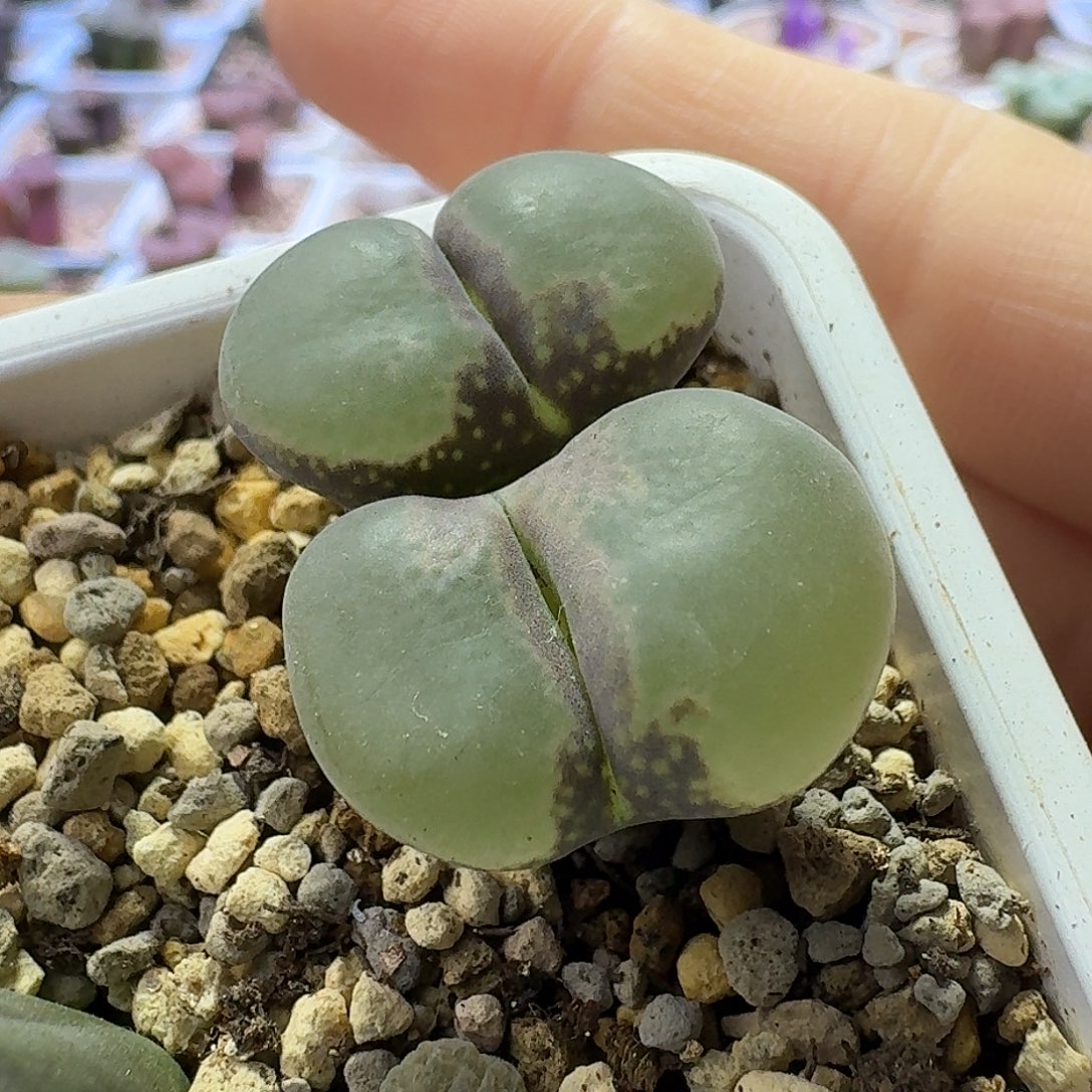 9号双头风铃一物一拍