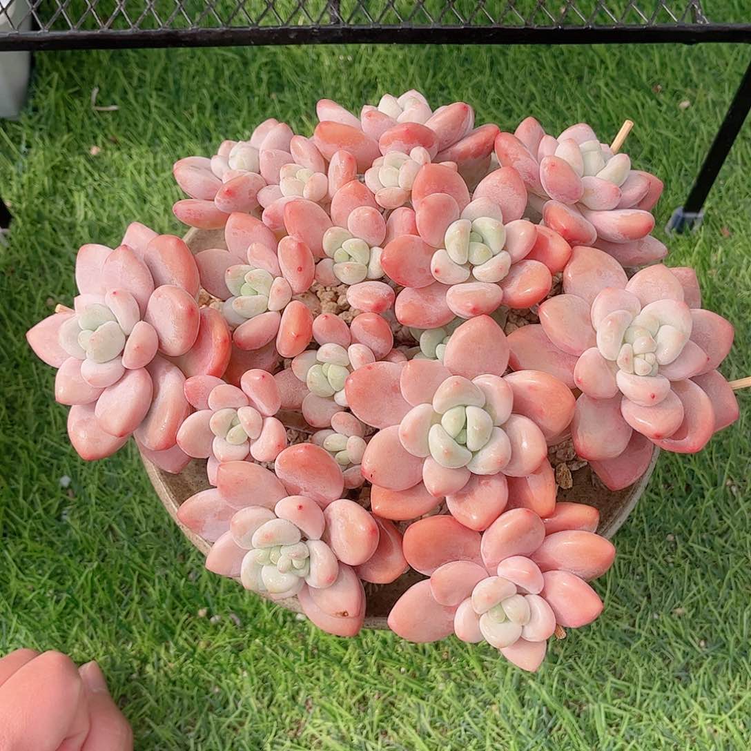 韩版樱花洛神多肉