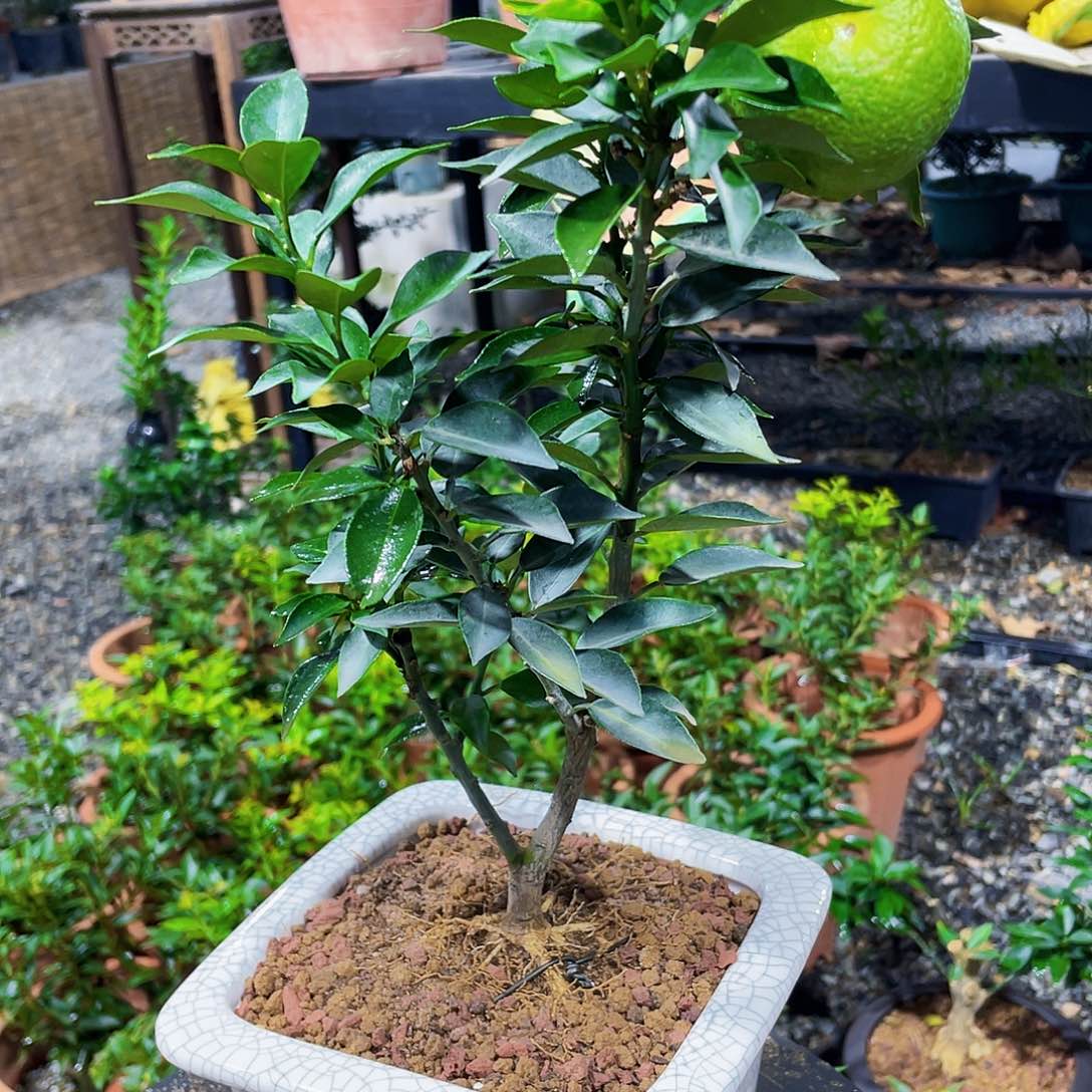 完全开放?****?房刚刚和将计就计姐姐