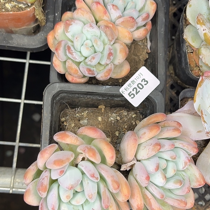 阿雅园艺。        5203香水两颗