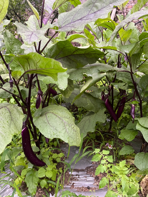 自家新鲜现摘茄子