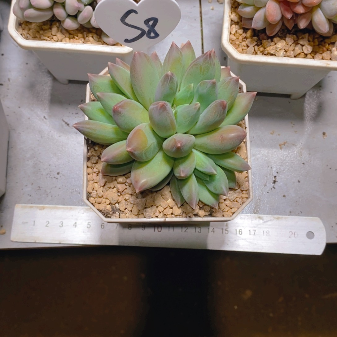 筠*重楼群多肉植物