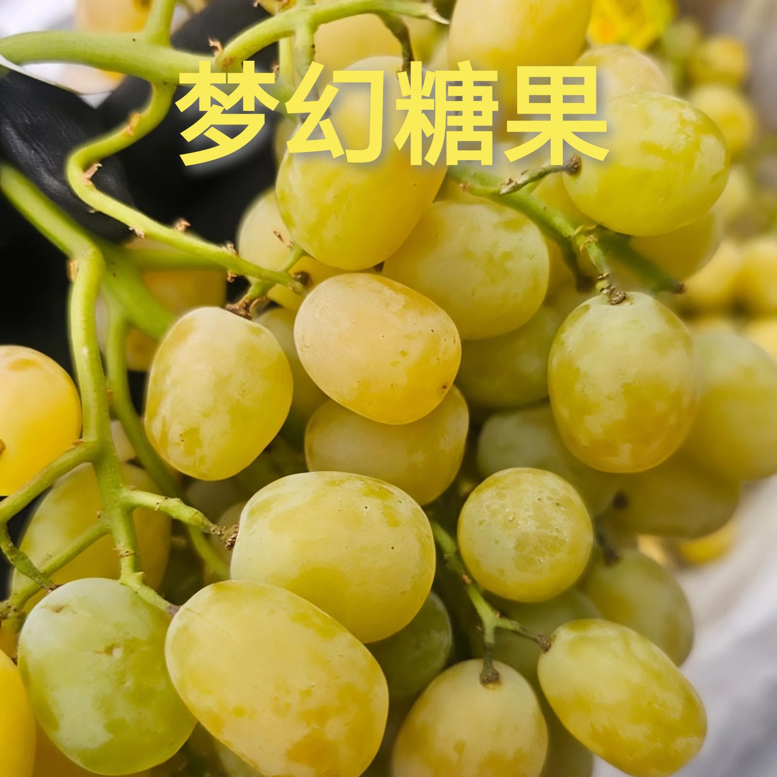 梦幻糖果 嫁接苗 早熟 无核 超甜（一年苗 