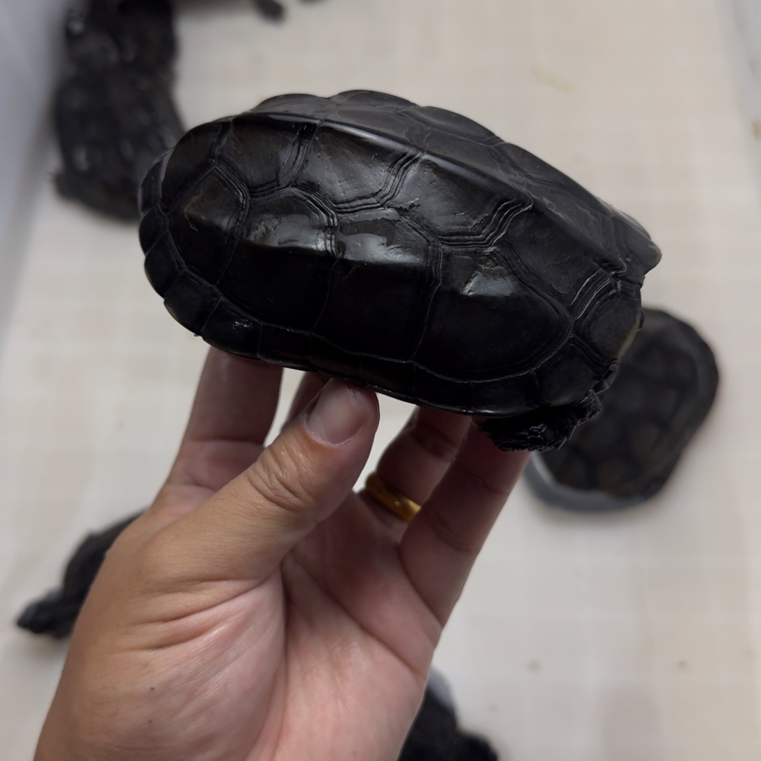 中华草龟公刀刻纹墨