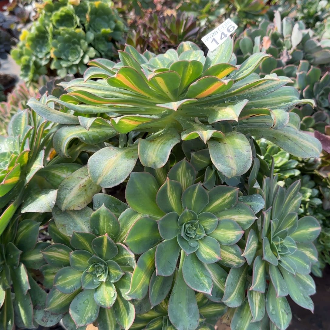 黄中斑多肉146三年桩多肉叶片会有氧化黑斑