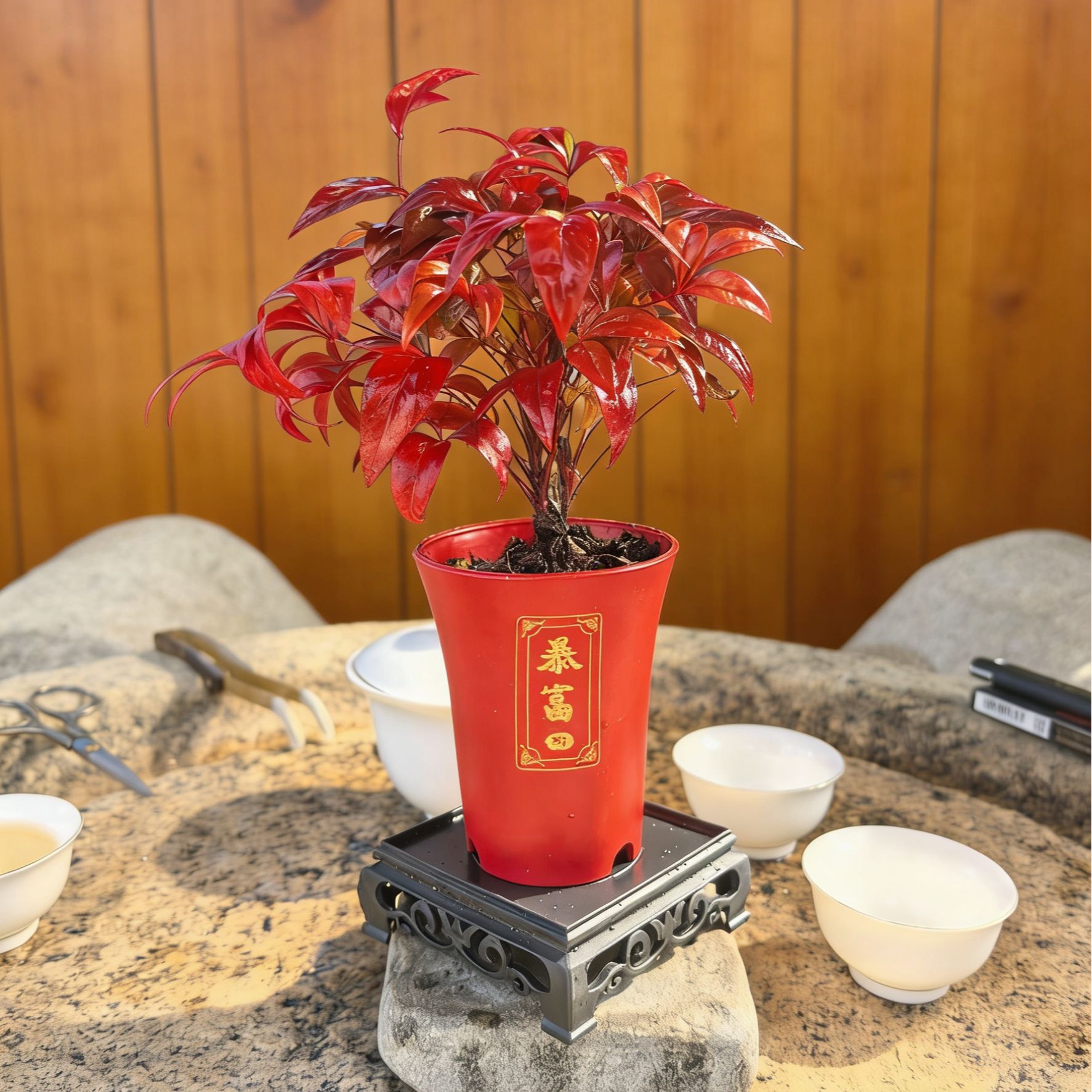 火焰南天竹盆栽观叶小盆景好养易活耐寒绿植书房茶桌办公室绿植