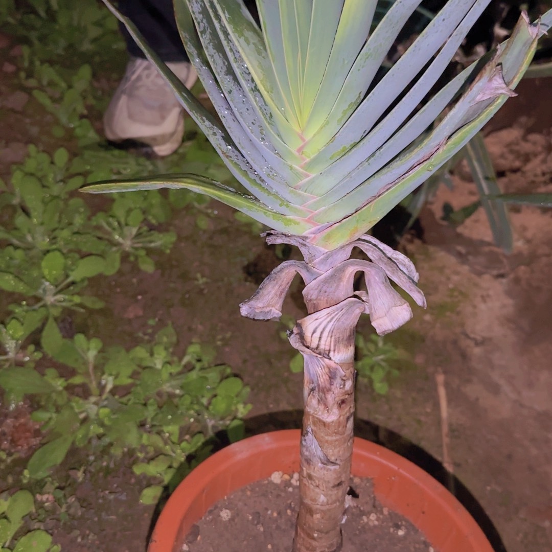 小***唐块根植物块根植物