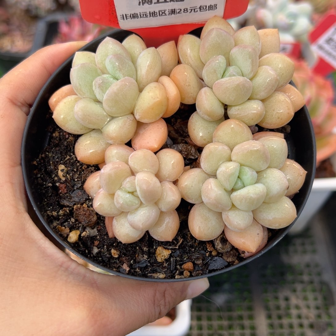 表妹精品多肉4005.